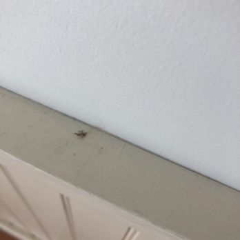 Shoreline Properties - Dead bugs and dust on chair rails. - Vacation Rentals Near Me - Ocean City, Maryland