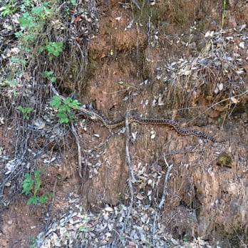 Clementine Lake Loop or Culvert Loop - One of three snakes we saw while on the hike. - Parks Near Me - Auburn, California