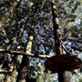Photo of Treetops Adventure The Hills