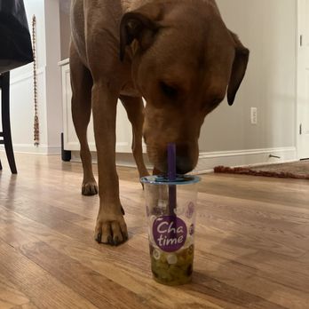 Chatime - Towson - Doggie approved - Bubble Tea Near Me - Towson, Maryland Chatime - Towson - Doggie approved - Bubble Tea Near Me - Towson, Maryland