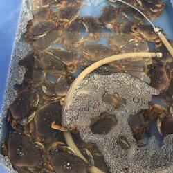 Suquamish Seafoods - Live fresh Dungeness Crab.