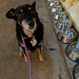 They have a bunch of doggy water bowls! They have a bunch of doggy water bowls!