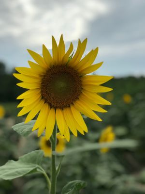 Columbia Bottom Conservation Area by null