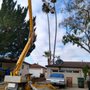 Call Oscar Tree Service