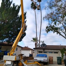 Call Oscar Tree Service
