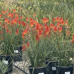 Devil Mountain Wholesale Nursery - San Ramon