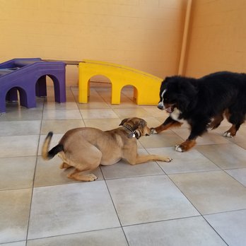Pet Rush Inn - Play time - Pet Sitting Near Me - Burbank, California Pet Rush Inn - Play time - Pet Sitting Near Me - Burbank, California