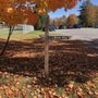 Photo of Romp and Play Dog Park