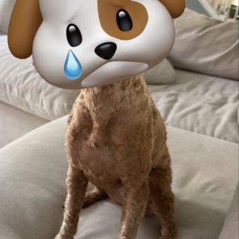 Wishbone Pet Care - Pet Groomers Near Me - Missouri City, Texas
