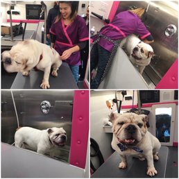 Kona loves being pampered by the Hot Doggy Dos team!