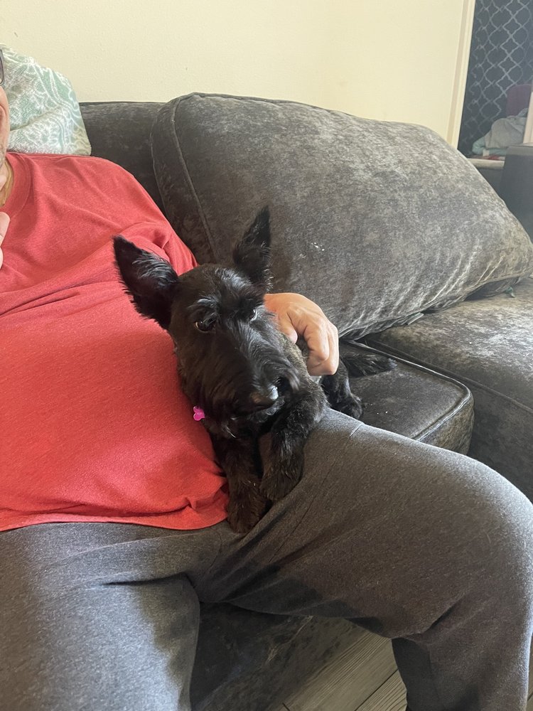 THE GROOM ROOM OF DUNDEE Updated October 2024 203 E Main St, Dundee, Florida Pet Groomers