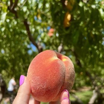 Melick Orchards - a hand holding a peach - Farmers Market Near Me - Califon, New Jersey