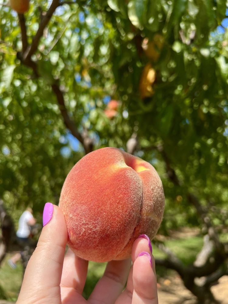 Melick Orchards Logo