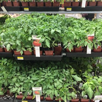 IFA Country Store - American Fork - Tomatoes - Pet Stores Near Me - American Fork, Utah IFA Country Store - American Fork - Tomatoes - Pet Stores Near Me - American Fork, Utah