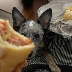 Claro's Italian Markets - Spicy Mike sandwich!