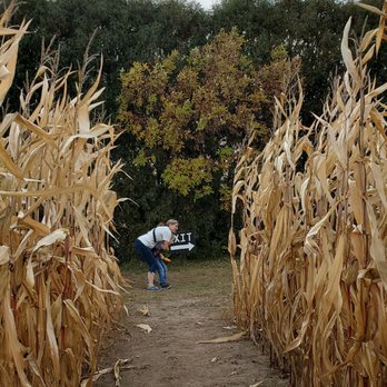Toms Pumpkin Farm - Exiting the corn maze - Pumpkin Patches Near Me - Lindstrom, Minnesota Toms Pumpkin Farm - Exiting the corn maze - Pumpkin Patches Near Me - Lindstrom, Minnesota