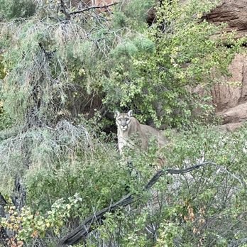 Arizona-Sonora Desert Museum - Cruz- RIP - Museums Near Me - Tucson, Arizona