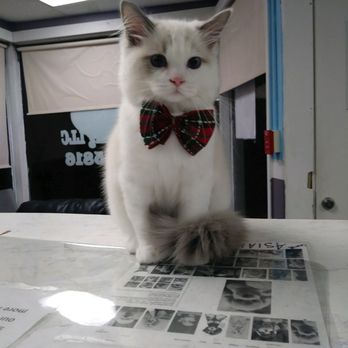Poochies Dog Grooming, LLC - Genesis is a ragdoll.  He received his first grooming with Courtney.  He looks amazing.  Thank you Courtney. - Pet Groomers Near Me - Saugus, Massachusetts