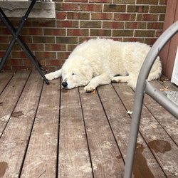 Invisible Fence Brand - Zoe snoozing on the porch.