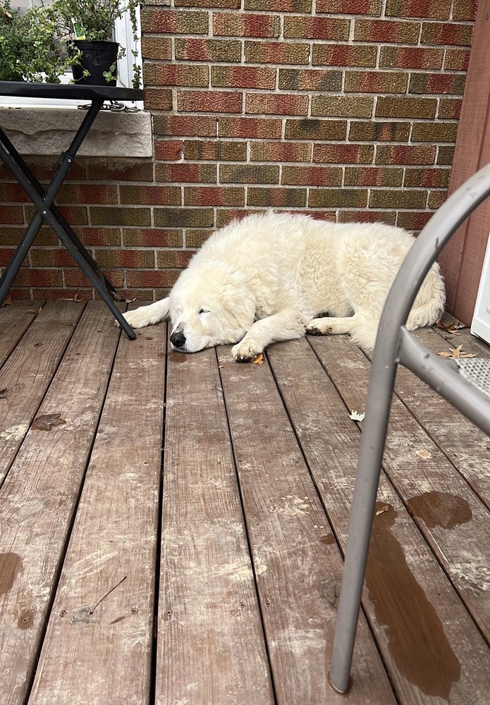 INVISIBLE FENCE BRAND Updated May 2024 51 Photos & 10 Reviews 1902 Campus Pl, Louisville