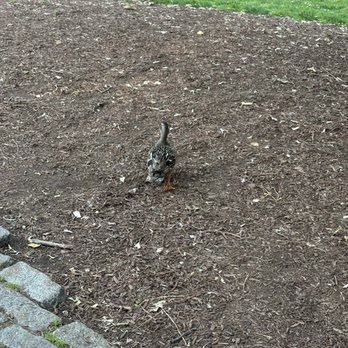 Boston Public Garden - Duck - Parks Near Me - Boston, Massachusetts Boston Public Garden - Duck - Parks Near Me - Boston, Massachusetts