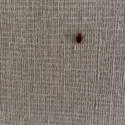 Chateau Resort & Conference Center - Bed Bug