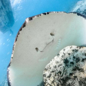 Ocean Tours - Arts & Entertainment Near Me - Cozumel, ROO