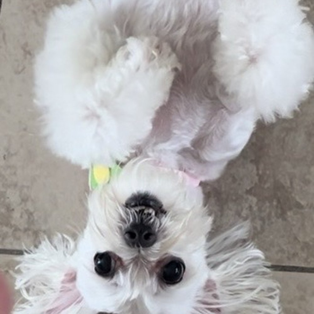 Poochie on your Block Mobile Grooming - Marshie - Pet Groomers Near Me - Miami, Florida Poochie on your Block Mobile Grooming - Marshie - Pet Groomers Near Me - Miami, Florida