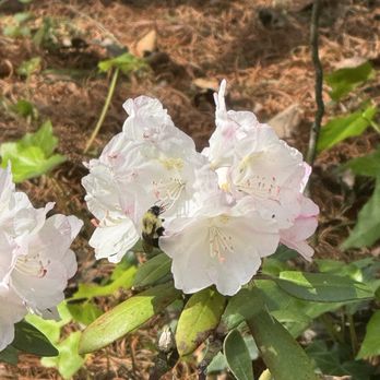 Secrest Arboretum - Parks Near Me - Wooster, Ohio