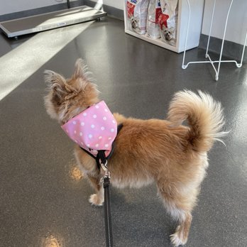 Providence Veterinary Clinic - My senior dog waiting to see Dr. Clemens. They even gave her pink scarf. - Veterinarians Near Me - Alameda, California Providence Veterinary Clinic - My senior dog waiting to see Dr. Clemens. They even gave her pink scarf. - Veterinarians Near Me - Alameda, California