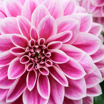 Palmengarten - Botanical Gardens Near Me - Frankfurt, HE