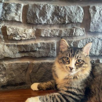 Seattle Meowtropolitan - Cat - Themed Cafes Near Me - Seattle, Washington