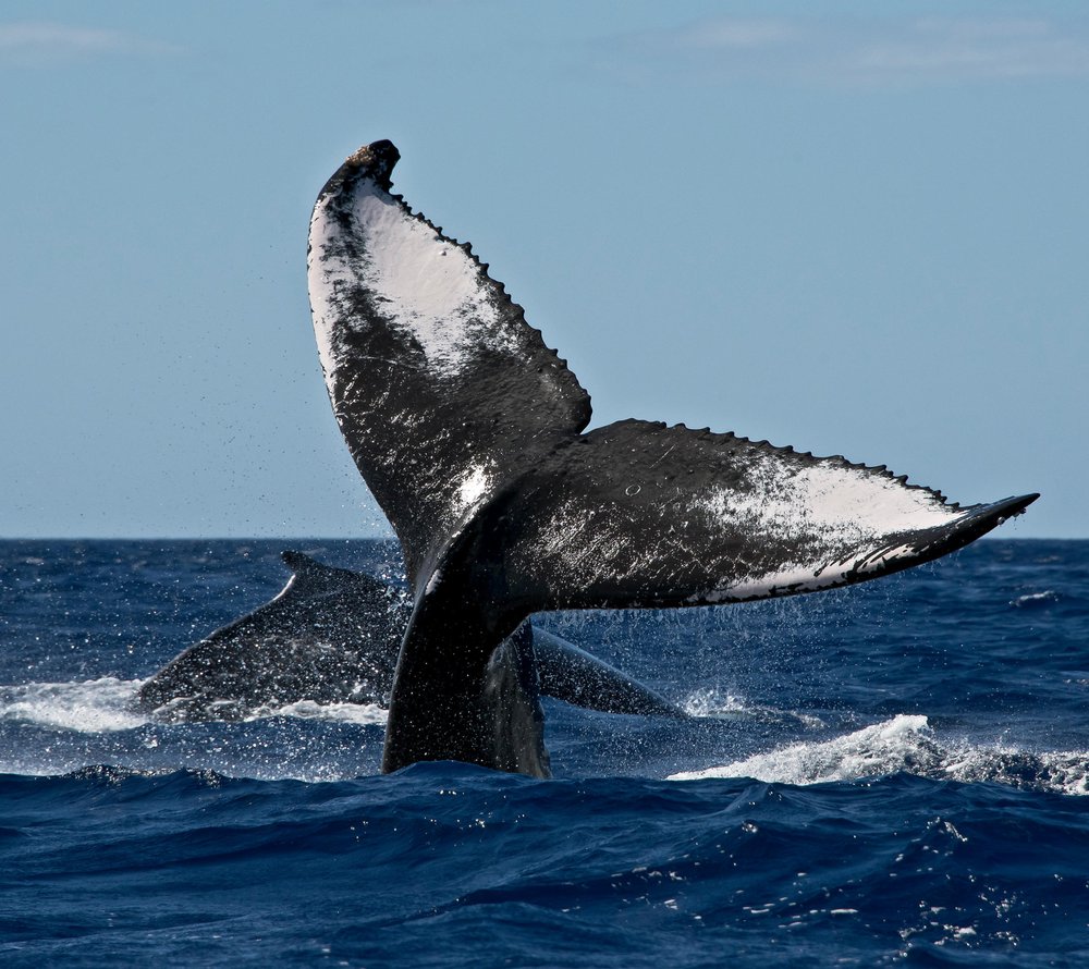 BOSS FROG’S SNORKEL, BIKE & BEACH RENTALS Updated October 2024 52 Photos & 90 Reviews 1215