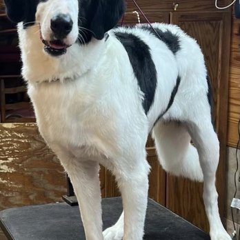 Island Pet Movers - Lolli, aka @lollithebernedoodle - Pet Transportation Near Me - Honolulu, Hawaii Island Pet Movers - Lolli, aka @lollithebernedoodle - Pet Transportation Near Me - Honolulu, Hawaii