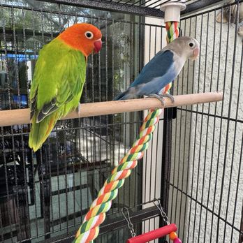 Birdsmart - This is Artemis & Apollo...although these are BOTH males, Artemis is supposed to be a female Greek Goddess. Oh well, I'll never tell them! - Bird Shops Near Me - Tampa, Florida Birdsmart - This is Artemis & Apollo...although these are BOTH males, Artemis is supposed to be a female Greek Goddess. Oh well, I'll never tell them! - Bird Shops Near Me - Tampa, Florida