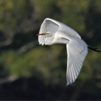 Everglades Area Tours - Great Egret - Tours Near Me - Chokoloskee, Florida Everglades Area Tours - Great Egret - Tours Near Me - Chokoloskee, Florida