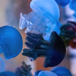 Great Lakes Aquarium - Blue blubbers