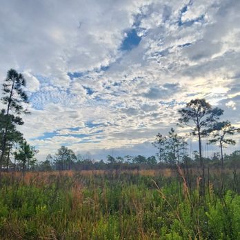 Split Oak Forest - Hiking Near Me - Orlando, Florida