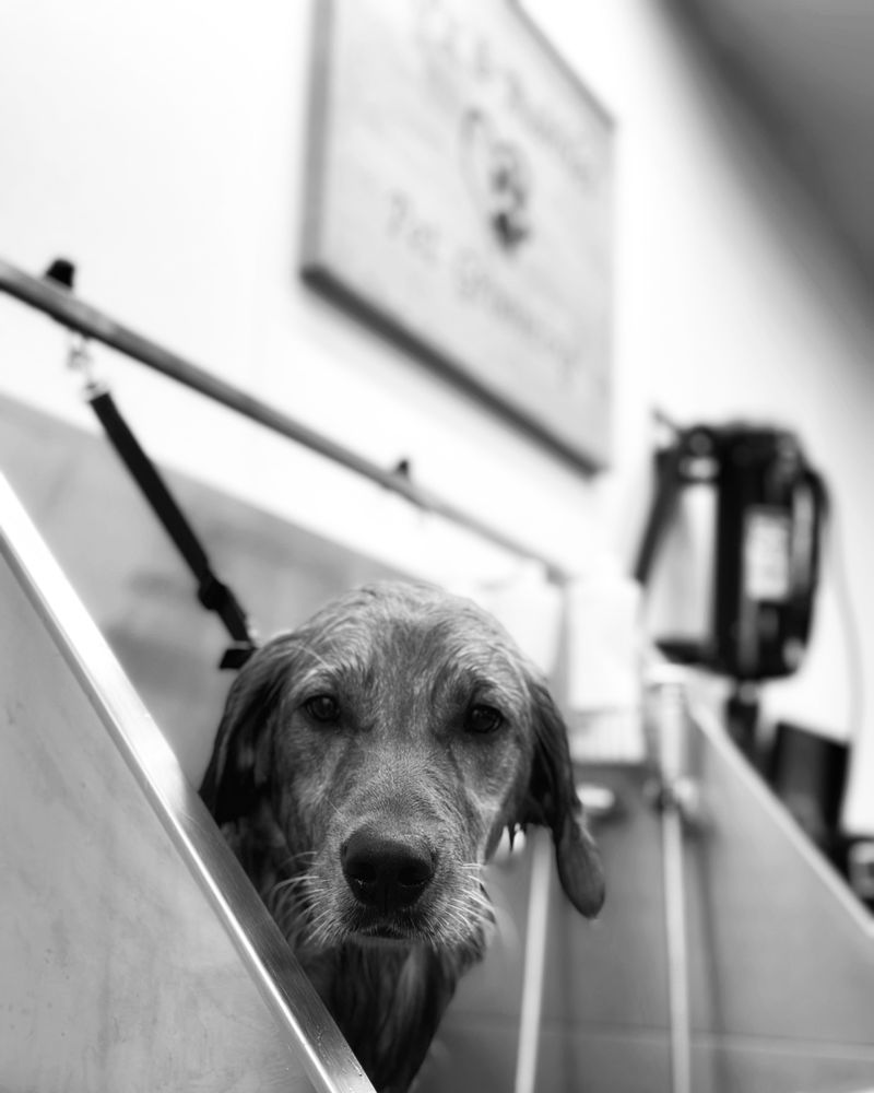 BARX & BUBBLES PET GROOMING Request an Appointment New Richmond