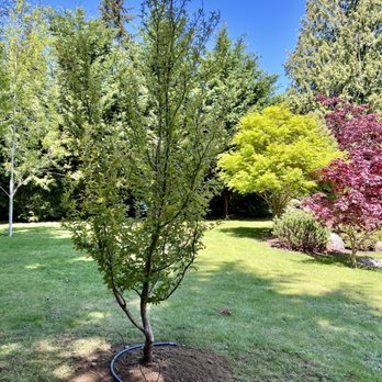 Nursery trees - Nurseries & Gardening Near Me - Snohomish, Washington Nursery trees - Nurseries & Gardening Near Me - Snohomish, Washington