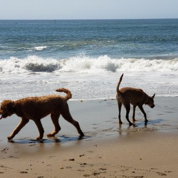 Los Gatos Dog Walker - Its beach - Dog Walkers Near Me Los Gatos Dog Walker - Its beach - Dog Walkers Near Me
