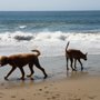 Los Gatos Dog Walker