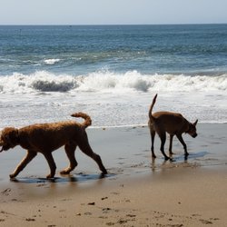 Los Gatos Dog Walker - Its beach