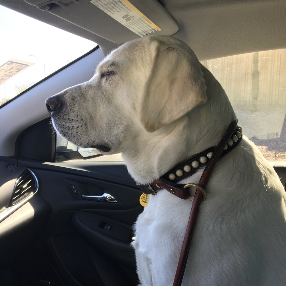 Pardise Dogs 24/7 - Exhausted after a long day at hanging with his pals at Villa La Paws! A satisfied customer! - Pet Groomers Near Me - Phoenix, Arizona