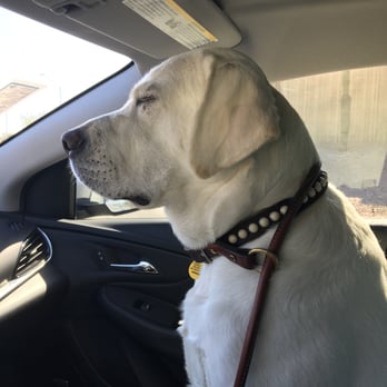 Pardise Dogs 24/7 - Exhausted after a long day at hanging with his pals at Villa La Paws! A satisfied customer! - Pet Groomers Near Me - Phoenix, Arizona