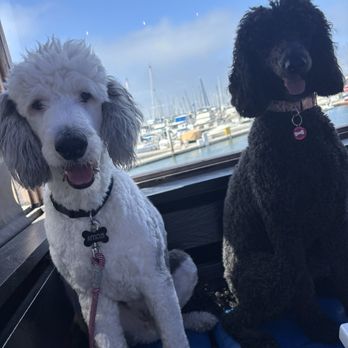 Galley At the Marina - Chula Vista DISC DOGS (K9 frisbee) Atticus and Zelda - Breakfast & Brunch Near Me - Chula Vista, California Galley At the Marina - Chula Vista DISC DOGS (K9 frisbee) Atticus and Zelda - Breakfast & Brunch Near Me - Chula Vista, California
