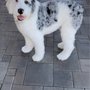 Photo of Inland Empire Pet Salon & Academy
