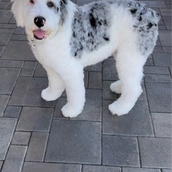 Inland Empire Pet Salon & Academy - After