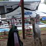 Photo of Northwest Michigan Fairgrounds