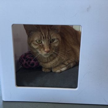 PHX Cat Cafe - Pet Adoption Near Me - Phoenix, Arizona